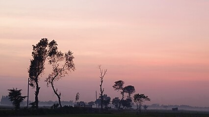 nature, trees, sunset, Evening