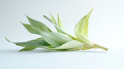 Single Corn Husk Laying on White Background
