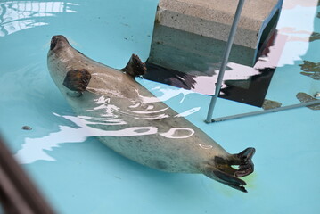 プールで腹ばいで眠るゴマフアザラシ © gotoshoji