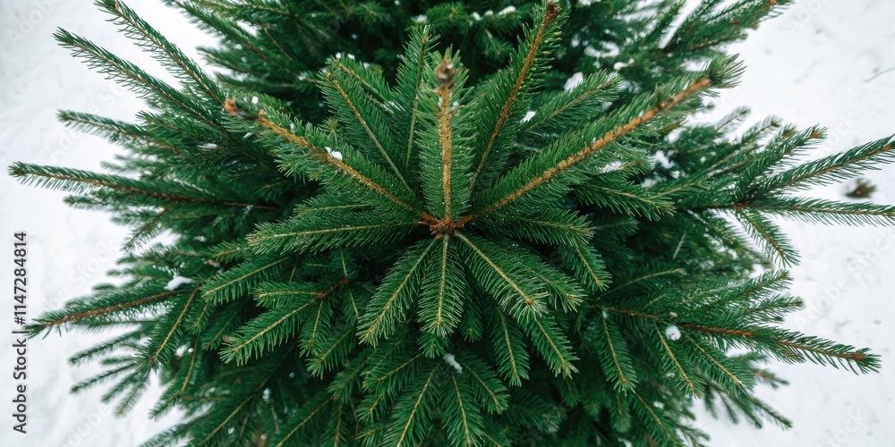Poster a close-up view of the intricate, layered branches of a pine tree, showcasing the beauty of the need
