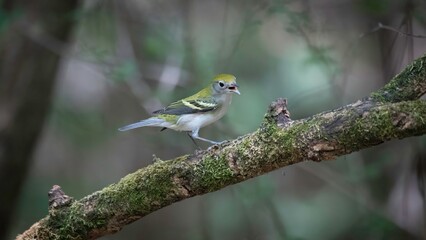 Chestnut-sided Warbler