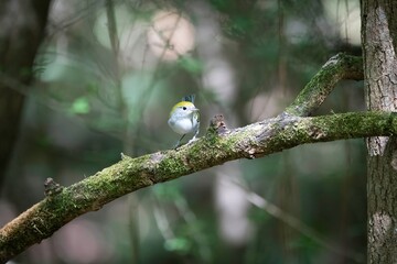 Chestnut-sided Warbler