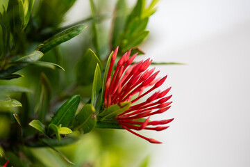 Closeup of Red Ixora Plant with green leaves growing in Sarasota, Florida