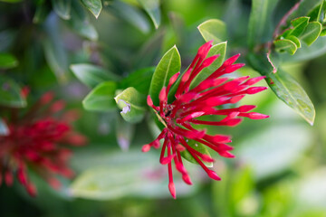 Beautiful red ixora Flower plant growing in my garden
