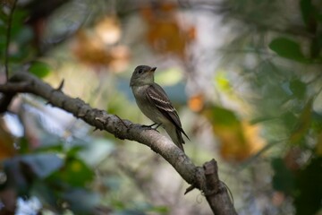 Eastern Pewee