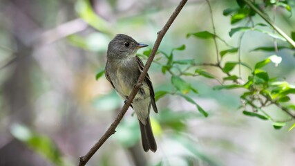Eastern Pewee