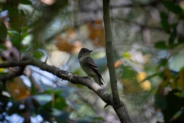 Eastern Pewee