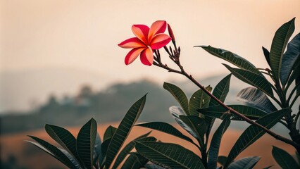 A single delicate pink and white flower blooms against a soft, blurred backdrop, its petals unfurling amidst lush green foliage.