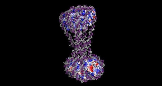 H1-Bound Six-Nucleosome Array, 3D structure with electrostatic surface, spinning on Y-axis, 4K