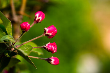 Spring arrives, and everything along the garden riverbank is renewed. Plants grow tender shoots and bloom with colorful flowers, presenting beautiful background materials