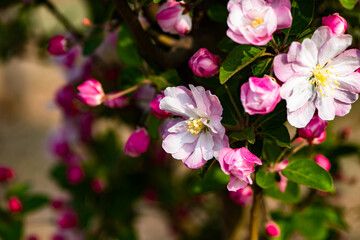 Spring arrives, and everything along the garden riverbank is renewed. Plants grow tender shoots and bloom with colorful flowers, presenting beautiful background materials