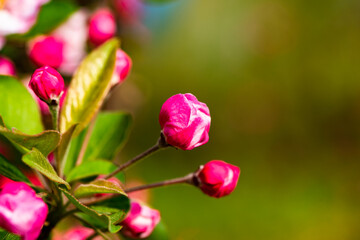 Spring arrives, and everything along the garden riverbank is renewed. Plants grow tender shoots and bloom with colorful flowers, presenting beautiful background materials