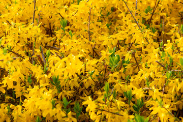 Spring arrives, and everything along the garden riverbank is renewed. Plants grow tender shoots and bloom with colorful flowers, presenting beautiful background materials