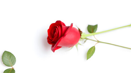 Naklejka premium red rose isolated on white background