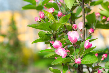 Spring arrives, and everything along the garden riverbank is renewed. Plants grow tender shoots and...