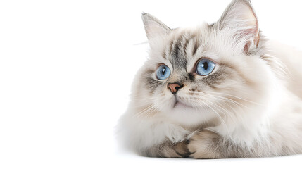 Fototapeta premium A cat with blue eyes is laying on a white background