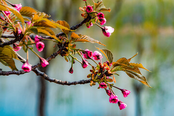 Spring arrives, and everything along the garden riverbank is renewed. Plants grow tender shoots and...