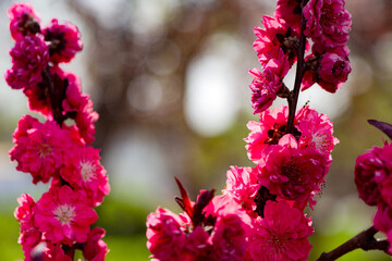 Spring arrives, and everything along the garden riverbank is renewed. Plants grow tender shoots and...