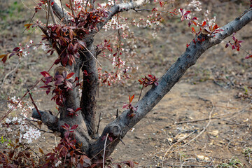 Spring arrives, and everything along the garden riverbank is renewed. Plants grow tender shoots and bloom with colorful flowers, presenting beautiful background materials