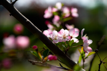 Spring arrives, and everything along the garden riverbank is renewed. Plants grow tender shoots and bloom with colorful flowers, presenting beautiful background materials
