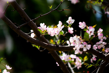 Spring arrives, and everything along the garden riverbank is renewed. Plants grow tender shoots and...