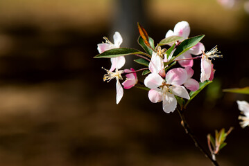 Spring arrives, and everything along the garden riverbank is renewed. Plants grow tender shoots and...