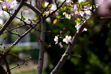 Spring arrives, and everything along the garden riverbank is renewed. Plants grow tender shoots and bloom with colorful flowers, presenting beautiful background materials