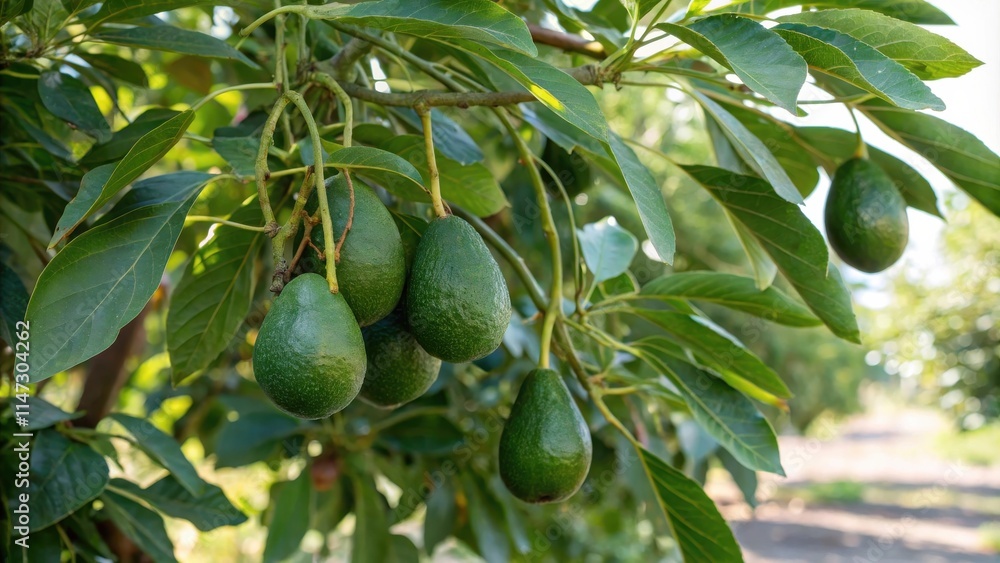 Aufkleber close-up of ripe avocados hanging from a branch of an avocado tree in an orchard