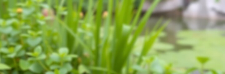 Obraz premium Blurred image of serene natural background with water and lush plants, blurred, serene, plants