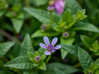 Fototapeta premium Vibrant purple flower petals and lush green leaves complementing each other beautifully in a natural display, green, petals