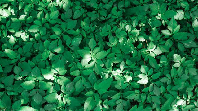 Soft leaf texture and green color. december 20, 2024 bandung west java indonesia