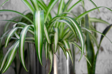 ornamental decorative indoor plant of the "spider plant" species, spider plant concept