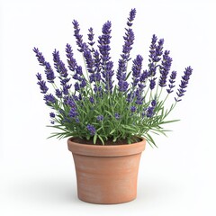 Fototapeta premium a potted lavender plant isolated on white background