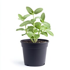 a potted sage plant isolated on white background