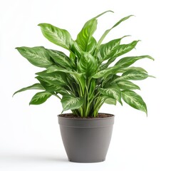 a potted Chinese evergreen plant isolated on white background