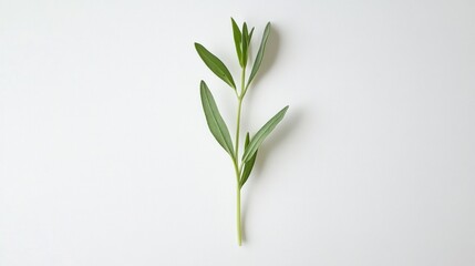 Fototapeta premium Single Sage Sprig on White Background