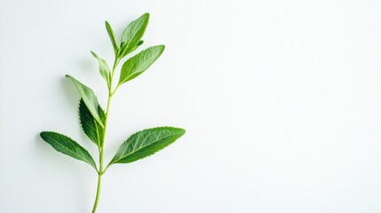 Fototapeta premium Green sprig of leaves on white background