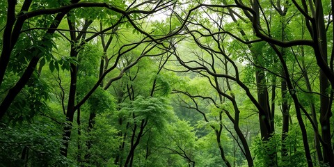 Naklejka premium A natural archway formed by intertwining branches in a dense forest setting, peaceful, forest, environment