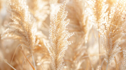 Fototapeta premium golden wheat field in summer