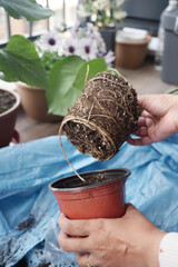 Guide to Repotting Plants Tips and Maintenance Recommendations