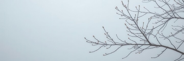 Fototapeta premium Bare branches with buds against foggy sky, minimalist nature, tranquil, fog, branches