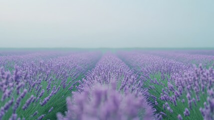 Lavender Field Rows Extending to a Hazy Horizon