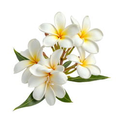 Fototapeta premium Pretty yellow flower with green leaves