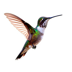 Obraz premium Bird in midflight with long beak