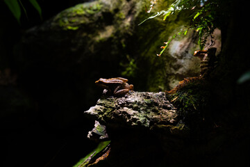 A frog is sitting on a rock in the shade