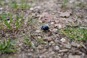 A small black beetle is on the ground