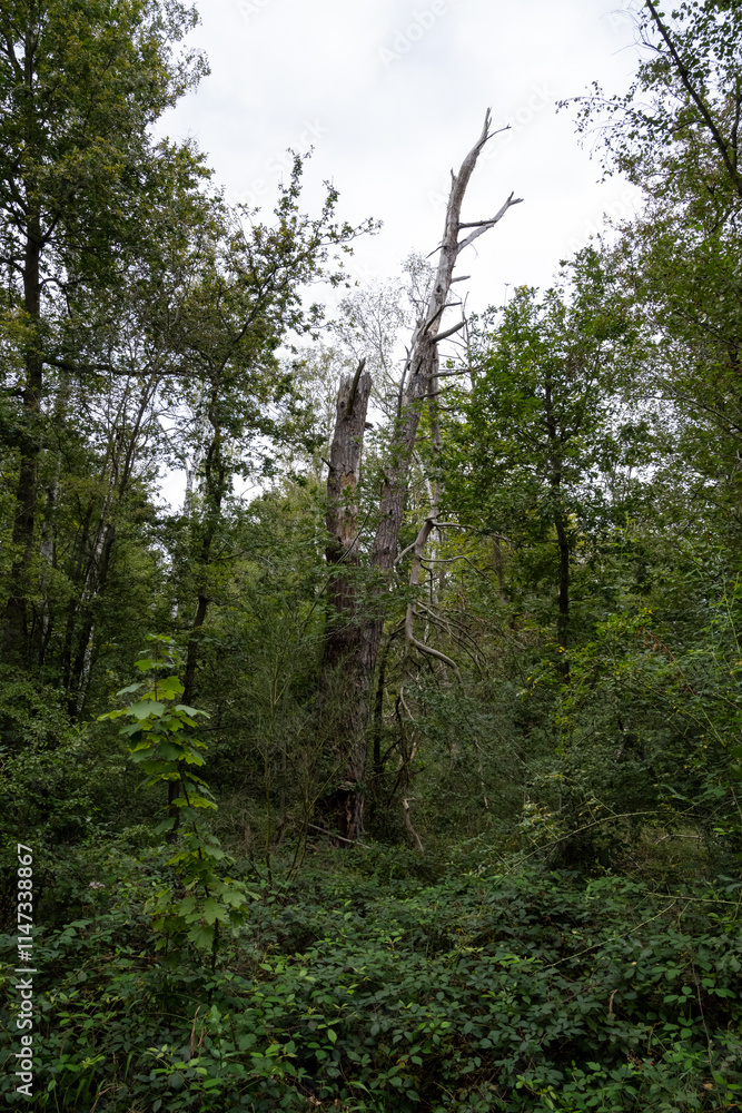 Poster a tree with a large trunk is in a forest