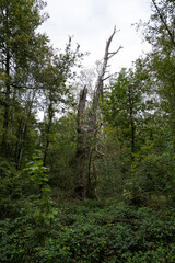 A tree with a large trunk is in a forest