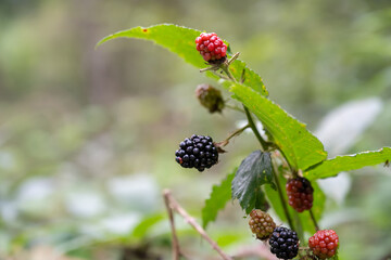 A bunch of blackberries are hanging from a leafy branch