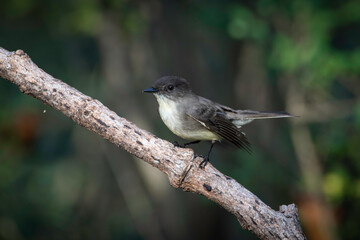 Eastern Phoebe